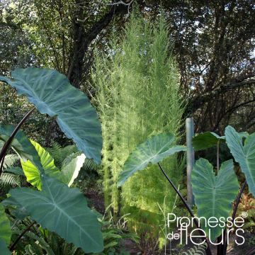 Eupatorium capillifolium Elegant Plume