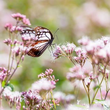 Eupatorium fistulosum Atropurpureum