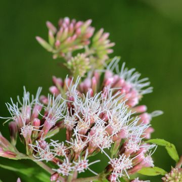 Eupatorium fortunei