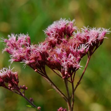 Eupatorium maculatum