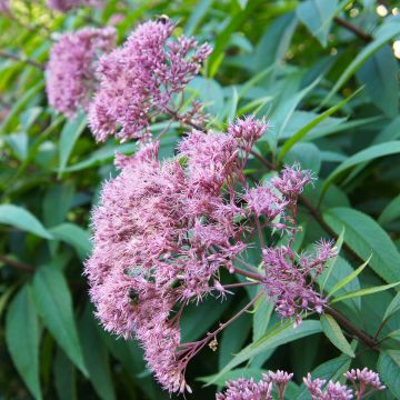 Eupatorium maculatum Purple Bush