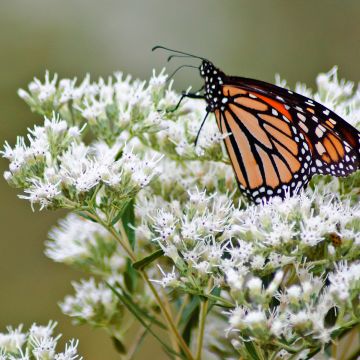 Eupatorium perfoliatum