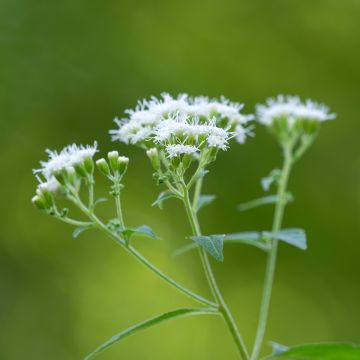 Eupatorium rugosum