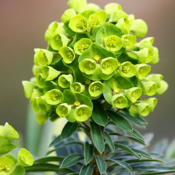 Euphorbia pseudovirgata Redwing - Lechetrezna