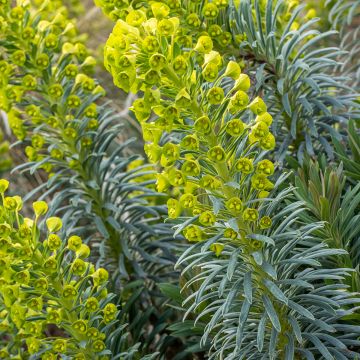 Euforbio mediterráneo Humpty Dumpty - Euphorbia characias