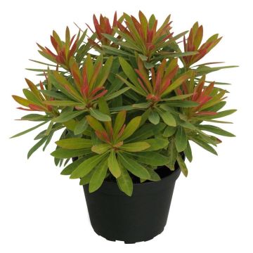 Euphorbia hybrida Medea - Lechetrezna