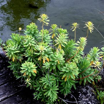 Euphorbia glauca - Lechetrezna