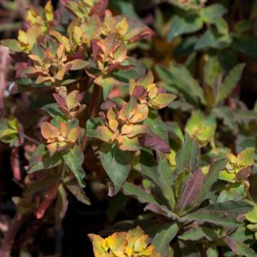 Euphorbia polychroma Purpurea - Lechetrezna