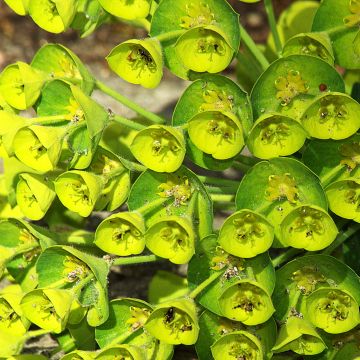 Euforbio mediterráneo Blue Wonder - Euphorbia characias