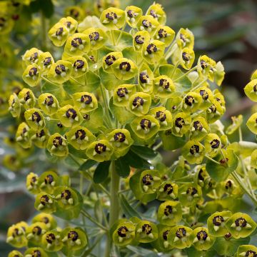 Euforbio mediterráneo - Euphorbia characias