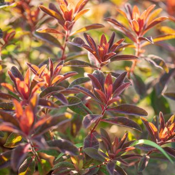 Euphorbia dulcis Chameleon - Lechetrezna