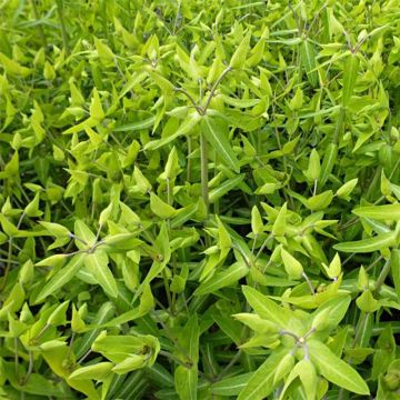 Euphorbia lathyris - Tártago