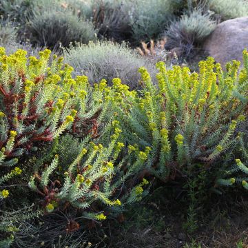 Euphorbia pithyusa - Lechetrezna