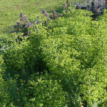 Euphorbia pithyusa subsp. cupanii Ponte Leccia - Lechetrezna