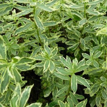 Euphorbia polychroma Variegata - Lechetrezna