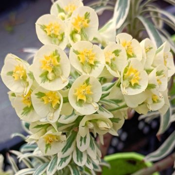 Euforbio mediterráneo Tasmanian tiger - Euphorbia characias