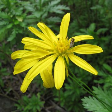 Euryops chrysanthemoides - Margarita amarilla