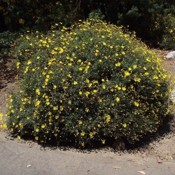 Euryops pectinatus - Margaritero gris