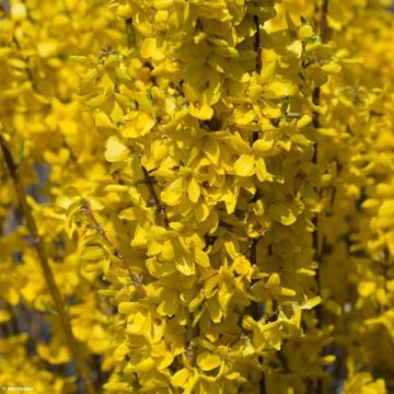 Forsythia intermedia Week-end