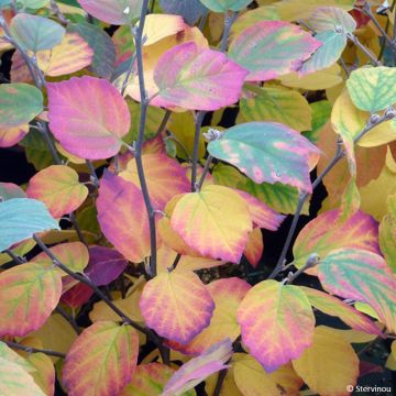 Fothergilla x intermedia Mount Airy