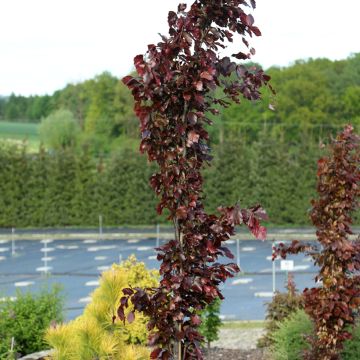 Haya común Anny's Red Pillar - Fagus sylvatica