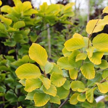 Haya común Dawyck Gold - Fagus sylvatica