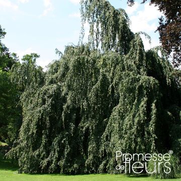 Fagus sylvatica Pendula - Haya llorona