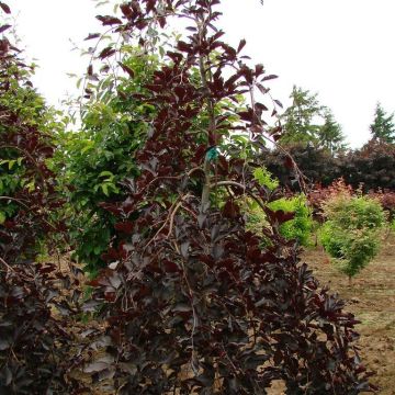 Fagus sylvatica Purpurea Pendula - Haya roja llorona