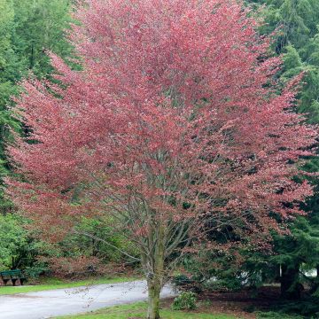 Haya común Riversii - Fagus sylvatica