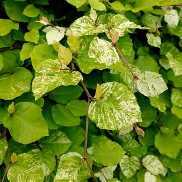 Haya común Rolf Marquardt - Fagus sylvatica