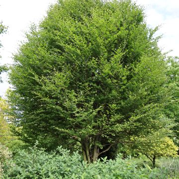 Haya común Skrzat - Fagus sylvatica