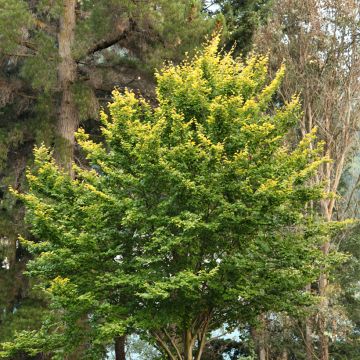 Haya común Zlatia - Fagus sylvatica