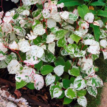 Fallopia japonica Variegata