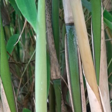 Fargesia murielae Ivory Ibis - Bambú no invasivo