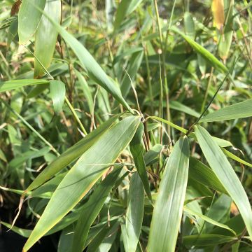 Fargesia robusta Tauro - Bambú no invasivo