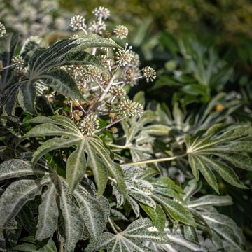 Fatsia japonica Spider's Web