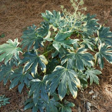 Fatsia japonica Variegata