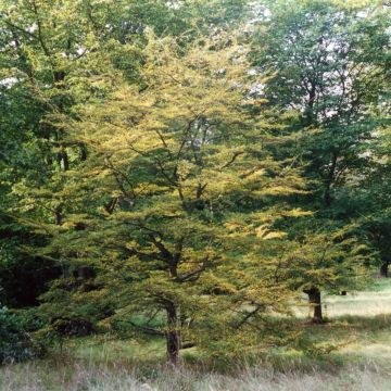 Nothofagus antarctica - ñire