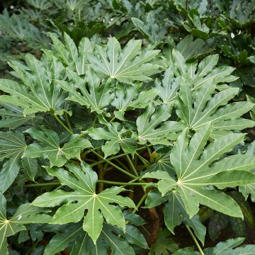 Fatsia japonica