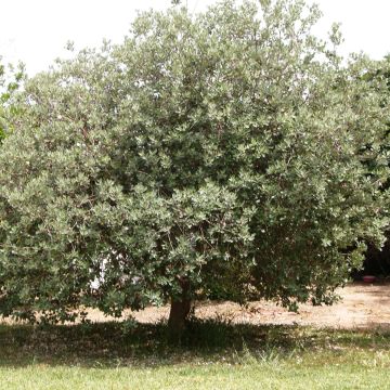 Guayabo - Acca sellowiana