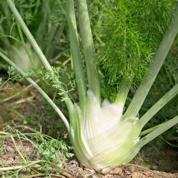 Común hinojo Romanesco