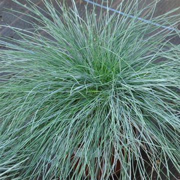 Festuca ovina var. glauca - Festuca azul