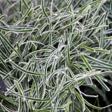 Ficinia truncata Ice Crystal - Cañuela