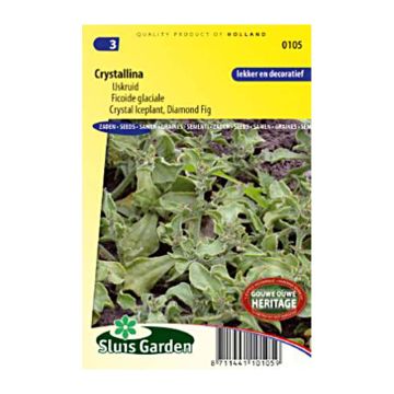 Escarcha - Mesembryanthemum crystallinum