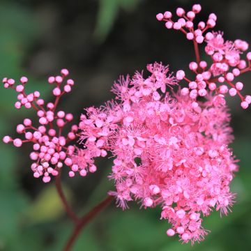 Filipendula multijuga