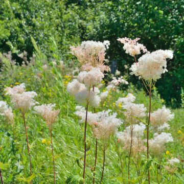 Filipendula palmata