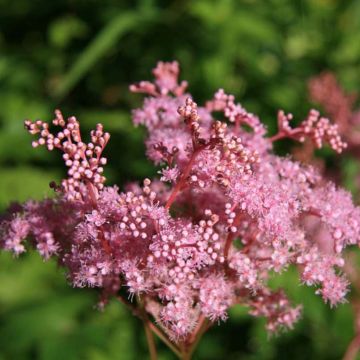 Filipendula palmata Nana