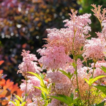 Filipendula rubra Venusta