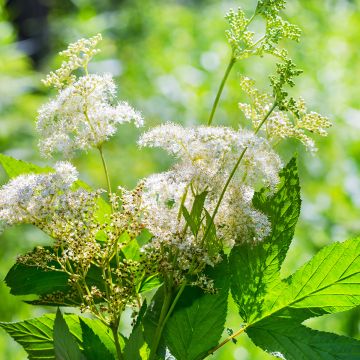 Filipendula ulmaria - Reina de los prados