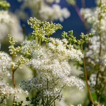 Filipendula vulgaris - Reina de los prados